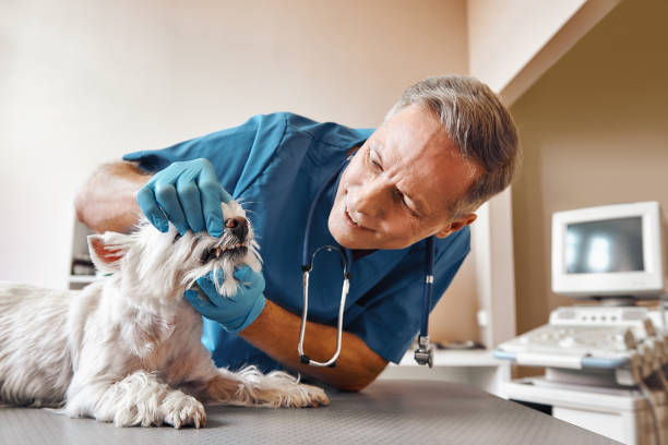 Best Emergency Root Canal Treatment in Middleport, NY